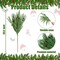10 Pcs Christmas Norfolk Pine Branches with Pine Cones Artificial Christmas Branches Faux Christmas Greenery Norfolk Pine Stems Cedar Stems for Xmas Home DIY Crafts Garland Indoor Decor